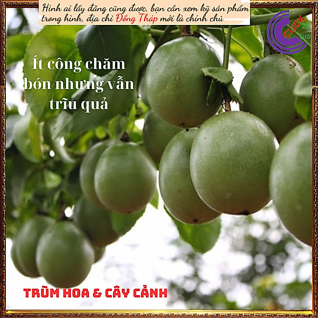 Chậu chanh dây cao 40cm nhanh ra trái💍Hoa Mười Giờ Bonsai & Phụ Kiện