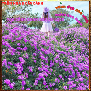Chậu Hoa Ngũ Sắc Tím Rũ Trâm Ổi Siêu Bông Thơm Ngát Quanh Năm ️📬 Làng Hoa Sa Đéc