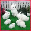 14x21cm Thỏ Tượng Vườn Tượng Tượng Tượng Tượng Tượng Phục Sinh Trang Trí Bãi Cỏ