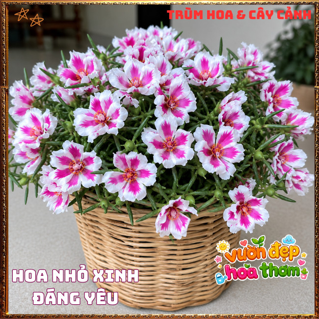 Cành Hoa Mười Giờ THÁI ĐƠN SONG HỶ Siêng Hoa Nở Rộ Rất Xinh ️📩 Hoa Mười Giờ Bonsai & Phụ Kiện