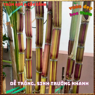 Mía Sọc Đỏ HAWAII Giòn Mềm Ngọt Mát Màu Sắc Rất Đẹp Thân To Lóng Dài 📔Làng Hoa Sa Đéc