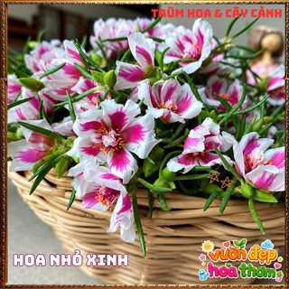 Cành Hoa Mười Giờ THÁI ĐƠN SONG HỶ Siêng Hoa Nở Rộ Rất Xinh ️📬 Làng Hoa Sa Đéc