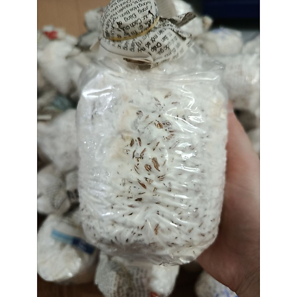Túi giống nấm sò trắng ( bịch meo 500gram)