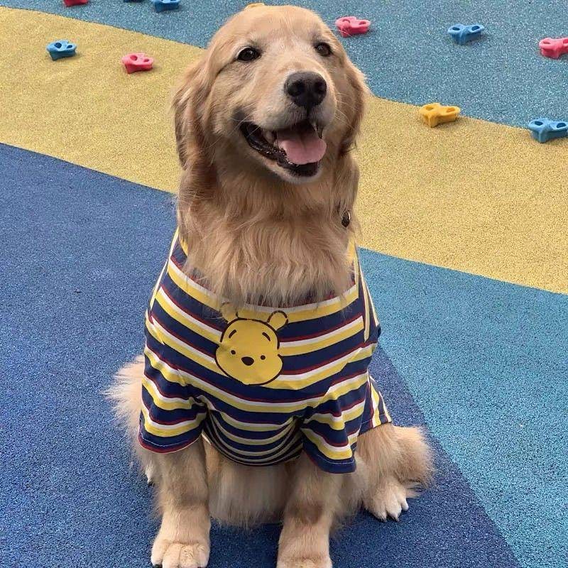 【Ready Stock】 Large Dog Labrador Golden Retriever Alaska Samoyed Handsome Pet Clothes Thin Clothing T-shirt qUhX