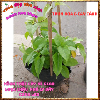 Chậu Cây LÁ GIANG Nấu Lẩu Rau Ăn Lá Vừa Là Gia Vị Và Dược Liệu Qúy️📜Hoa Giống Mới Siêu Đẹp, Dễ Trồng