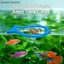 {AKIN} 2 4 6 chiếc Vòng đựng thức ăn cho cá nổi chống khuếch tán để cho ăn có tổ chức sạch sẽ {a}