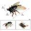 Mô phỏng trẻ em Mô hình động vật tĩnh rắn Côn trùng hoang dã Cicada Biết Vàng Cicada Đồ trang trí đồ chơi bằng nhựa Cicada Chiều cao 3cm
