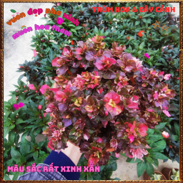 Chậu Cây RuBy Ngọc Bích xinh xắn đáng yêu màu sắc rất dễ thương ️📩 Hoa Mười Giờ Bonsai & Phụ Kiện