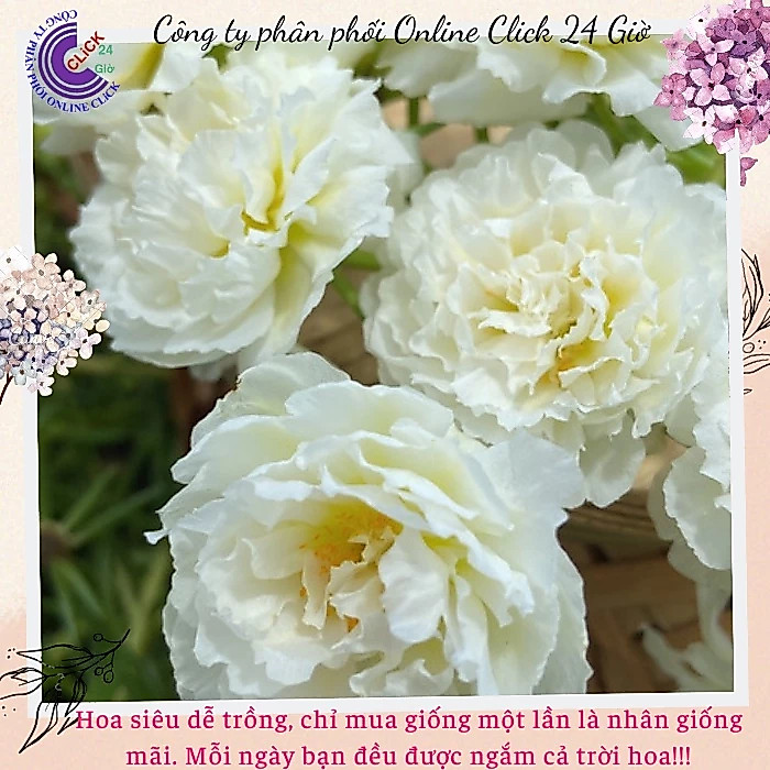 Cành Hoa Mười Giờ Trắng Bạc Hà Đẹp Tuyệt MM Market