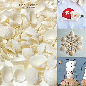 100gram Vỏ Sò Trắng trên dưới 1cm , từ 2_3cm và 3.5 cm đến 4.2cm