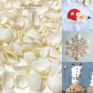 100gram Vỏ Sò Trắng trên dưới 1cm , từ 2_3cm và 3.5 cm đến 4.2cm
