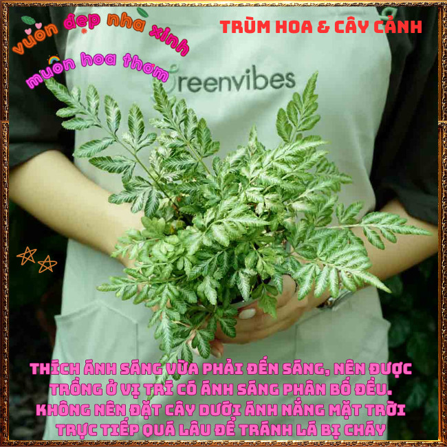 Chậu Cây Dương Xỉ Victoria trồng trong nhà xinh xắn siêu đáng yêu💡Hoa Mười Giờ Bonsai & Phụ Kiện