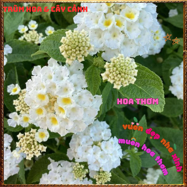 Chậu hoa TRÂM Ổi TRẮNG Thân Đứng rất thơm Ngũ sắc Lá to Nhanh Lớn️🌮 Hoa Mười Giờ Bonsai & Phụ Kiện