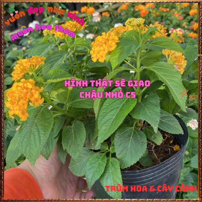 Chậu hoa ngũ sắc VÀNG NGỌC đậm sắc rực rỡ thơm ngát dạng bụi siêu hoa ️🌯 Hoa Mười Giờ Bonsai & Phụ Kiện