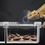 Top Reptiles Geckos Ăn Bát Coloretto Giun Chống Thoát Bát Hút Cốc Ăn