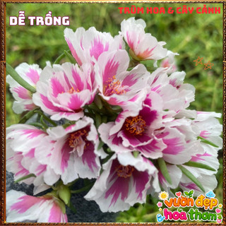Cành Hoa Mười Giờ THÁI ĐƠN SONG HỶ Siêng Hoa Nở Rộ Rất Xinh ️📬 Làng Hoa Sa Đéc