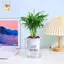 Chậu cây tự tưới mini bằng nhựa trong suốt, dạng bể cá, thương hiệu KXH, dùng trang trí nhà cửa ELWW