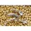 5KG ĐẬU NÀNH sạch (đỗ tương, đậu tương) hàng chuẩn đẹp _ đậu nành giá sỉ _ đậu tương giá rẻ _ nongsangiasi