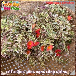 Cành Hoa Mười Giờ SAM CẨM THẠCH HOA ĐỎ Lá Viền Rất Xinh KHÔNG GIAO XA ⌚ Làng Hoa Sa Đéc