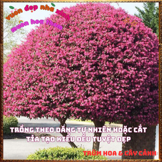 Chậu Cây Hồng Phụng Tuyệt Đẹp Hoa Siêu Bền Mang Ngụ ý Hạnh Phúc Dễ Trồng🌸Hoa Giống Mới Siêu Đẹp, Dễ Trồng