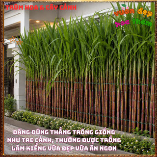 Mía Sọc Đỏ HAWAII Ngọt Mềm Màu Sắc Rất Đẹp Thân To Lóng Dài Nhanh Lớn📗Yêu Nhà Yêu Hoa