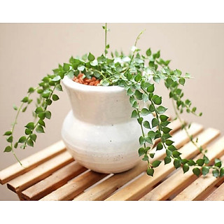 Chậu Treo Lan Tim - Decor siêu xinh, giá rẻ, dễ chăm sóc - |Vườn Như Ngọc| -  Đã bật Hoả tốc