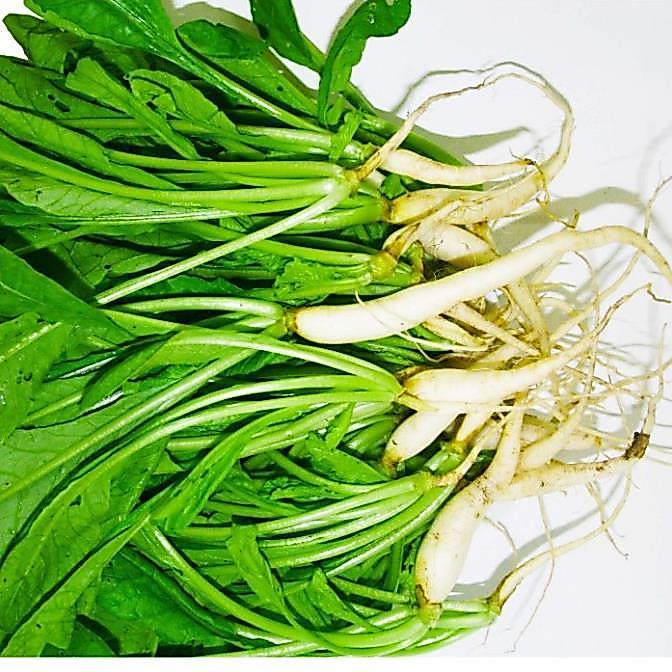 Hạt giống Củ cải Hà Nội ăn lá hàng công ty