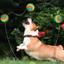 Bóng chó Độ bền cao An toàn cho giải pháp Boredom Buster