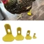 Top 4 Chân Gà Nẹp Cho Chim Bị Thương Và Gia Cầm Nhựa Cố Định Nẹp Cho Chân An Toàn Phục Hồi Nhanh Sử Dụng
