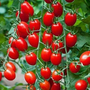 0,5gr cà chua chery đỏ f1 chất lượng cao 🍄🤗 SIÊU QUẢ 🤗🌹 ĂN CỰC NGON