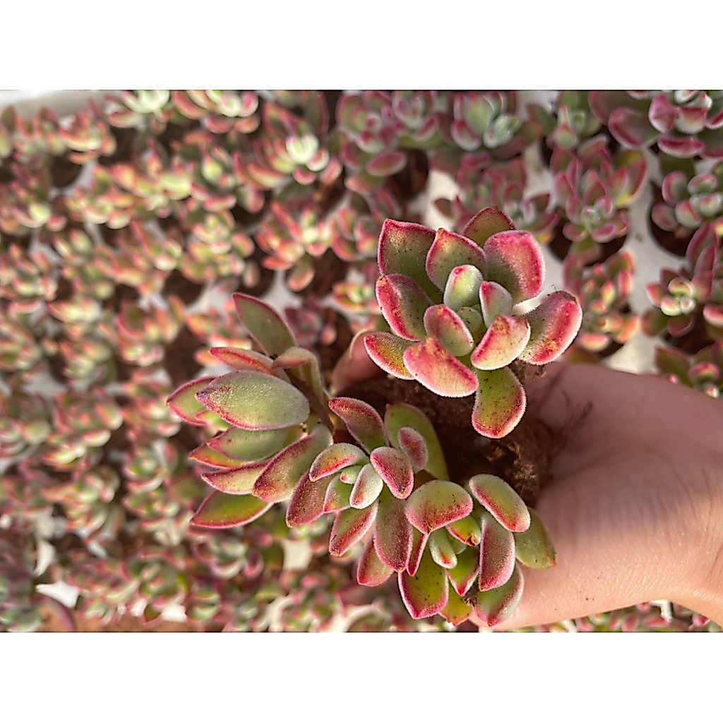 Combo 5 cây sen đá nhung đỏ cây vỉ 3-5cm LINHDAN GARDEN