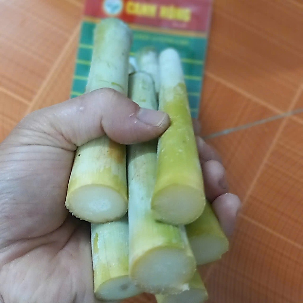 Hạt giống mía Hoàng Kim(1 gói 50h) _giống tốt