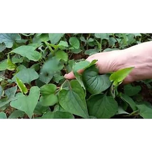 Cây rau diếp cá