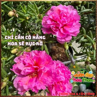Cành Hoa Mười Giờ Thái Kép HỒNG MẬT ONG Siêng Hoa Màu Rất Đẹp Dễ Trồng📓Hoa Giống Mới Siêu Đẹp, Dễ Trồng