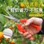 Trái Cây Hiếm Kéo Nho Kéo Cắt Tỉa Kéo Làm Vườn Trái Cây Chọn Kéo Mầm Non Hoa Cam quýt Trái Cây Đào Kẹo Cao Su Kéo