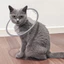 HamshMoc Pet E Collar Clear Flat Panel Khung thép linh hoạt nhẹ Phản quang