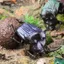 Máy trợ giảng Mô phỏng Động vật côn trùng hoang dã Mô hình đồ chơi Roach Shit Shell Lang Scarab Campus Đồ trang trí nhận thức Chiều cao 1,2cm