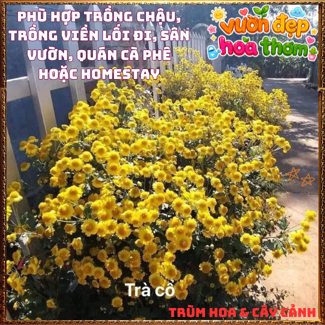 Chậu Cúc Cổ Trà Thơm Mùi Mật Ngọt Chịu Nắng Dễ Trồng Cây Khỏe Mạnh️📣 Hoa Mười Giờ Bonsai & Phụ Kiện