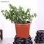 1 Tấm Nhựa Khung Khay Hoa Cao Giá Đỡ Chậu Hoa Màu Nâu- Đồ Dùng Làm Vườn Đế Trang Trí Chậu Tròn [VN]