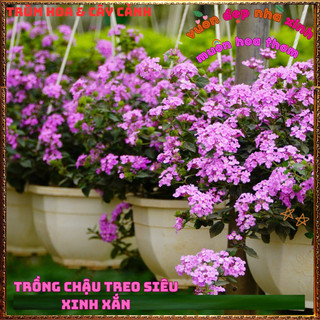 Chậu Hoa Ngũ Sắc Tím Rũ Trâm Ổi Siêu Bông Thơm Ngát Quanh Năm ️📜 Hoa Giống Mới Siêu Đẹp, Dễ Trồng