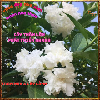 Chậu Hoa LÀI NỮ HOÀNG Bông To LÀI TUYẾT Tuyệt Đẹp Thơm Quanh Năm 💍 Siêu Thị Hoa Và Cây Giống