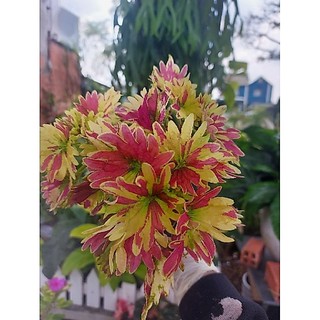 Cây lá gấm bầu đất
