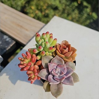 Combo 5 sen đá ngẫu nhiên không trùng loại MẦM NẮNG GARDEN  lỗi 1 đền 1