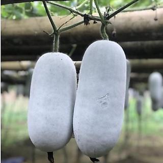 Hạt Giống Bí Phấn Thơm Ba Bể - Gói 15 HẠT - GM 95%