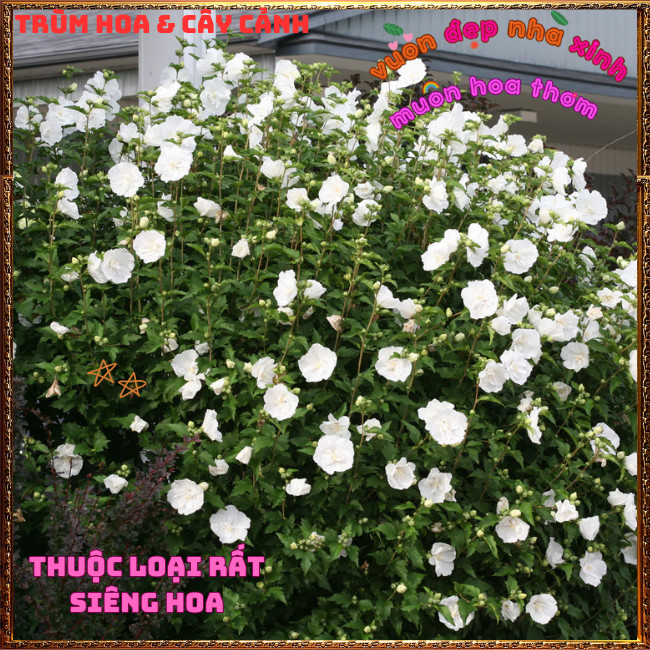 Chậu Hoa Thiên Qúy Trắng Cánh Kép Nở Quanh Năm Siêu Đẹp Mới Lạ️🌮Hoa Mười Giờ Bonsai & Phụ Kiện