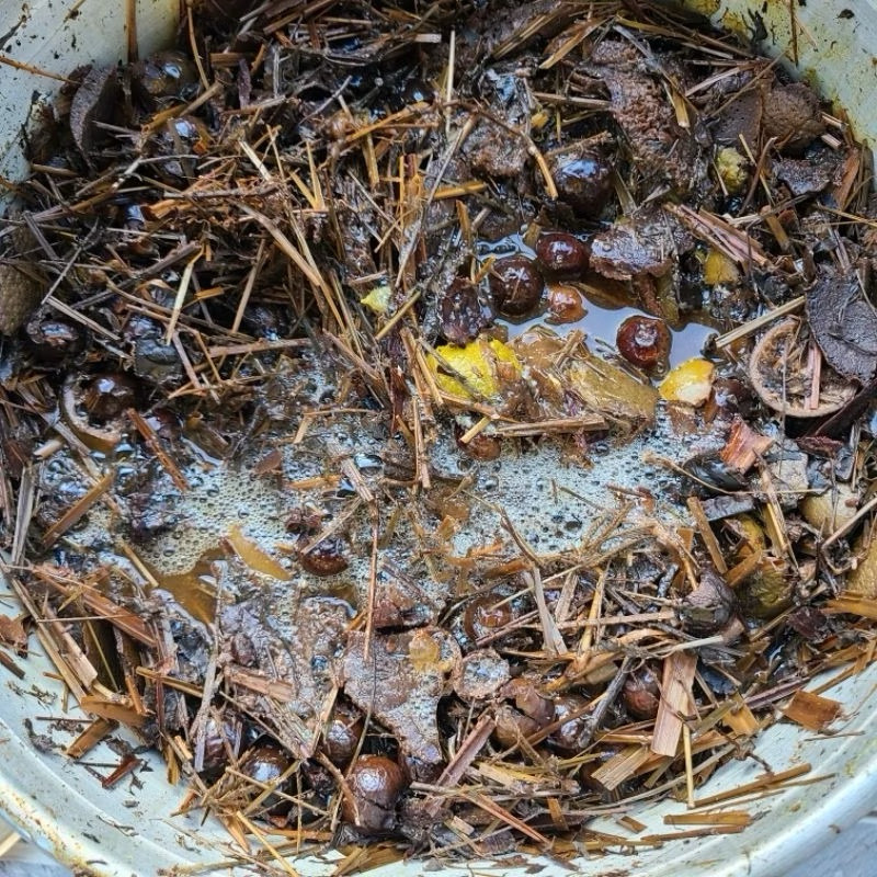 Bồ kết, hương nhu, mần trầu, bồ hòn, vỏ bưởi (combo 100g thảo dược nấu nước gội đầu)