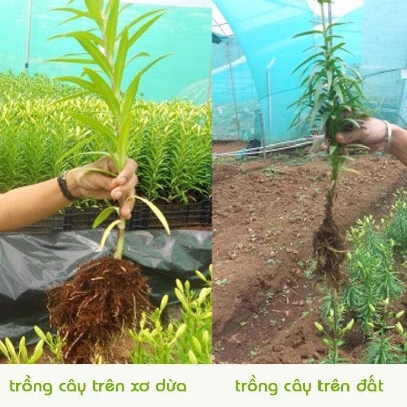 Mùn dừa đã xử lý ép bánh 600gram, đất hữu cơ trồng cây, mùn dừa trồng rau mầm, mùn dừa ươm hạt giống