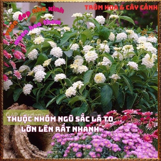 Chậu hoa ngũ sắc TRẮNG THÂN ĐỨNG Thơm ngát nhanh lớn dễ trồng trâm ổi⏰Siêu Thị Hoa Và Cây Giống