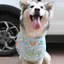 Thú Cưng Dễ Thương Dọc Nước Bọt Khăn Chó Golden Retriever Chó Lớn Alaska Yếm Yếm Dày Nước Bọt Bảo Vệ