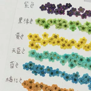 Ooolala 12 Màu 120 Hỗn Hợp Hoa Mai Nhỏ Ngọc Trai Mận Nhỏ Thủy Tiên Hoa Mẫu Vật Handmade DIY Hoa Nhỏ